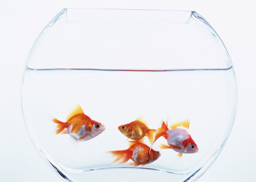 数量颜色有讲究办公室养鱼风水知识