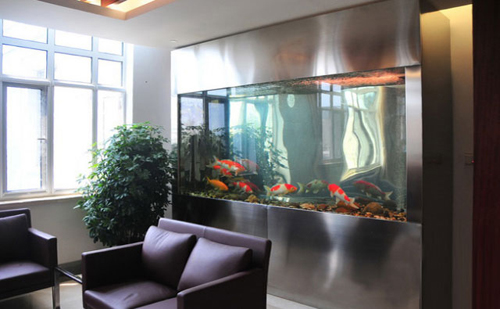 数量颜色有讲究办公室养鱼风水知识